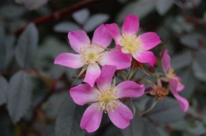 ROSA GLAUCA (Historic) (Species)